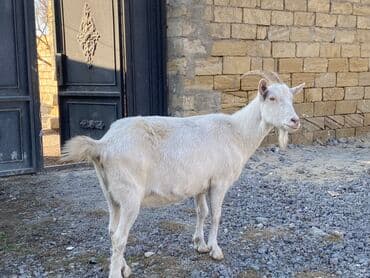 sanen keçi: Saanen keçisidi boğazdı, yaxşı süd verir 2 qarın doğub çox iri — 1