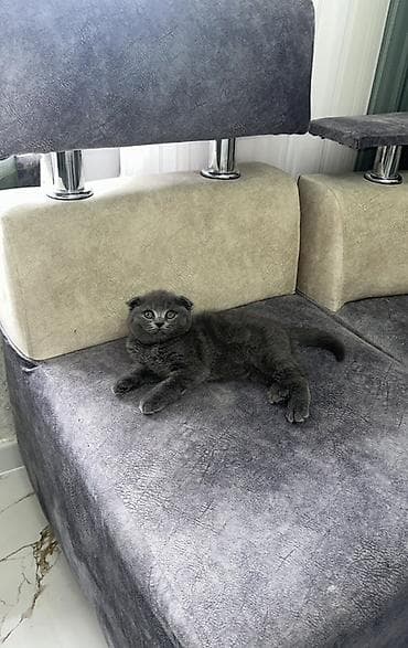 labrador satilir: Şotland yastı qulaq, Yaxşı əllərə — 1