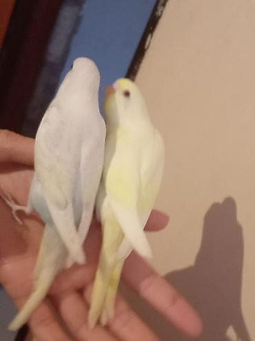 Məhsul: Dalğalı tutuquşu (bazarık/parakeet) cütü Təsvir: - Rənglər