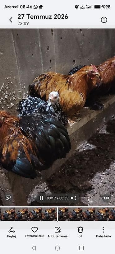 danisan qus: Məhsul: Ev quşları – ördəklər və toyuqlar Təsvir: - Foto və — 7