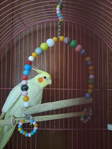 boo cena: Korella devocka 2qoda. s kletkoy vmeste prodaetsya. 100azn — 4