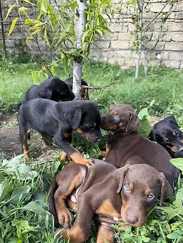coban iti type 0: Doberman, 1 ay, Peyvəndli — 4