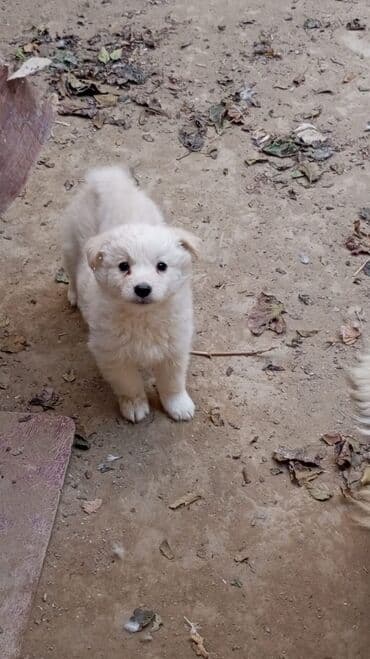 немецкий дог: Звонок, 2 месяца, Самка — 4