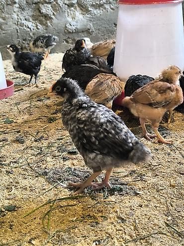 xarkov cuceler: Toyuq cücələri, Ətlik — 1