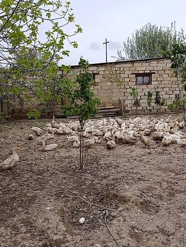 cins heyvanlar: Məhsul: 9 aylıq Pekin ördəkləri Təsvir: - Cins: Pekin - Yaş: 9 aylıq — 5