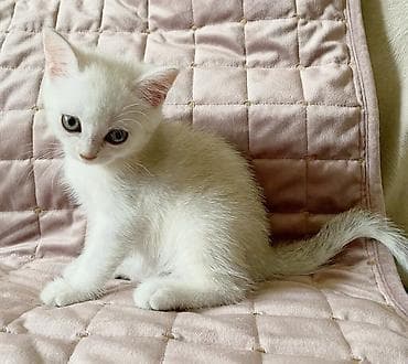 fars pişik: Şinşilla, Erkək, Dişi, Yaxşı əllərə, Ünvandan götürmə — 8
