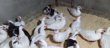 tovuz quşu satışı: Təcili satılır.Real alıcılar əlaqə saxlaya bilər — 8