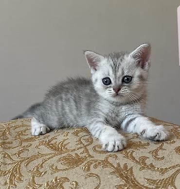 balaca pisik: Şinşilla, Dişi, Ünvandan götürmə, Pulsuz çatdırılma — 7