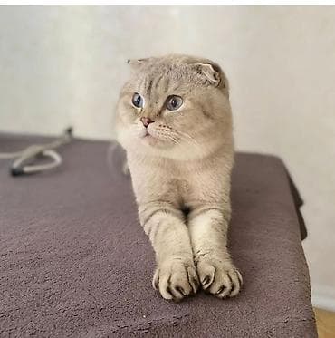 Digər heyvanlar: Şotland yastı qulaq, Erkək, Cütləşmə üçün — 3