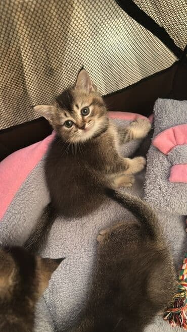 шиншилла котенок купить: Шиншилла, Самка, Самец, В добрые руки, Самовывоз — 1