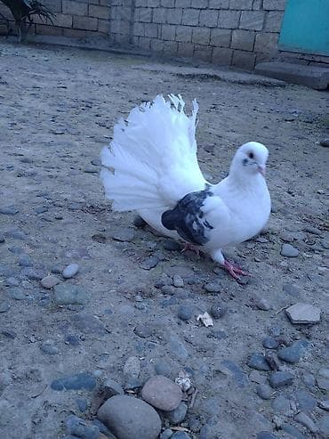 lal ördək balaları: Stat tekdi onla biryerde cüt pavlin satilirMəhsul: Bəzək göyərçinləri — 2