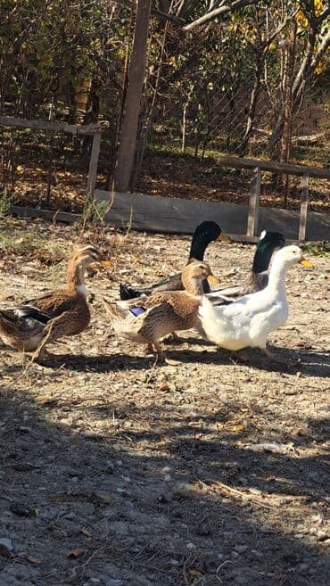 kuban ördek: Dişi, | Kuban, Damazlıq, Pulsuz çatdırılma — 8