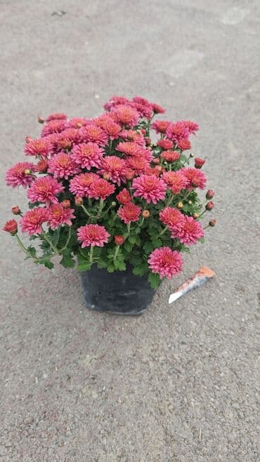 ag yasemen: 1.50 aznden başlayan qiymətlərlə Xrizantema (Chrysanthemum) bəzək — 15