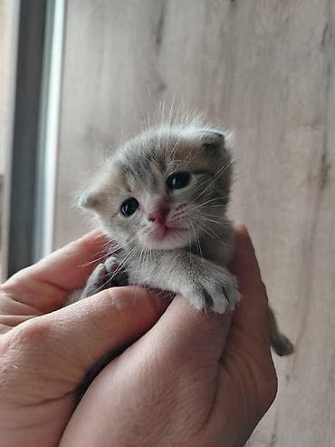 приют для кошек баку: Шотладская вислоухая — 9