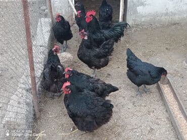 ördək balası satışı: Təmiz qan astralorp toyuq və xoruzlar. Göstərilən qiymət fərələr — 4