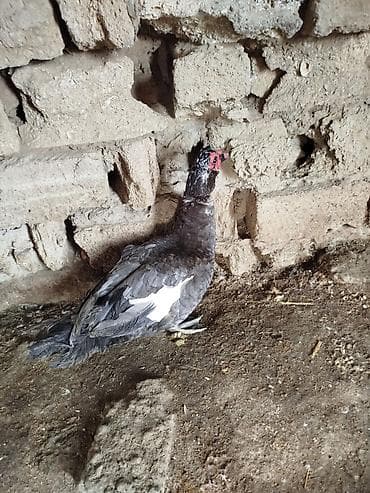 Xoruzlar: 1 İllik Erkəy lal ördəklər. Aktiv heyvanlardır. Ağlar Qaralar 40 — 1