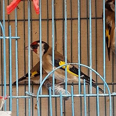 turac quşu: Cavan seqolar.tam qəfəs şəraitinə və bülbül yeminə salınmış.Qiymət — 4