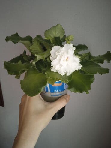 ketan toxumu yagi qiymeti: Цветущие фиалки.По 8м — 6