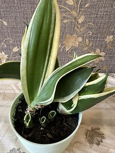 Комнатные растения: Sansevyera (Sansevieria) – variegat zolaqlı dekorativ otaq bitkisi - — 1