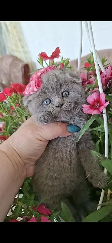 Şinşilla, Erkək, Dişi lalafo.az -da Şinşilla, Erkək, Dişi