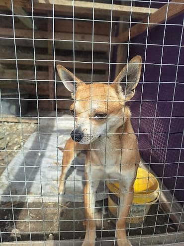 kavkaz coban iti: 2 ay, Erkek, Peyvəndli, Ünvandan götürmə — 8