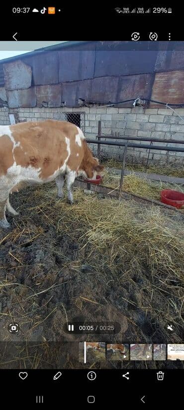 Simental satilir 3 qarina dogacaq ay yarima bekar adamalar narahad