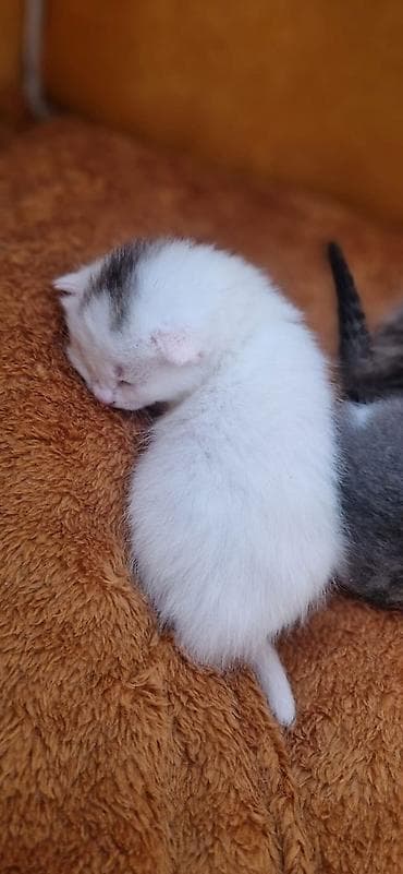 su qablari: Yaxşı əllərə, Ünvandan götürmə — 2