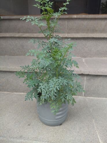 Gübrələr: Suculent – Crassula ovata (Pul ağacı) Metrolara çatdırılma 3 manat — 6