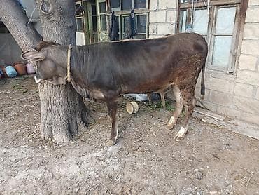 Dişi, il: 1, Damazlıq, Ətlik, Ünvandan götürmə