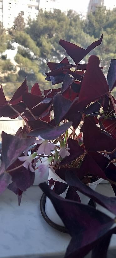 semeni sekli: Otaq gülləri – kolleksiya sortları - Impatiens (balsamin) – — 10