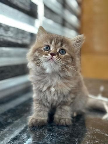 heyvan: Şotland yastı qulaq — 6