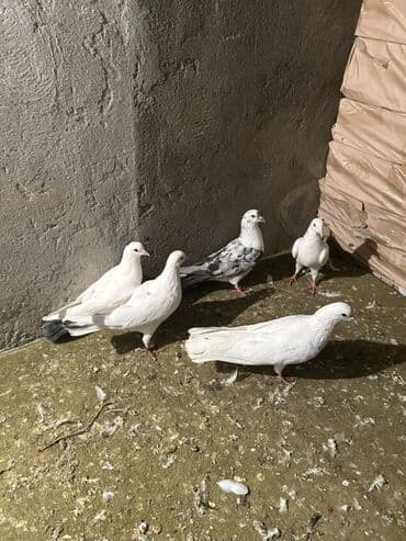 Digər heyvanlar: Kom 10 nan tek ayri — 3