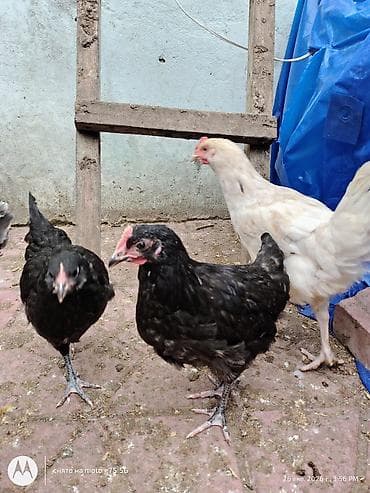 etlik cuce satisi: Toyuq, Australorp, Damazlıq, Ünvandan götürmə — 3