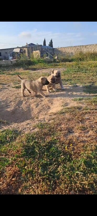 pulsuz it satilir: Kanqal, Peyvəndli — 3