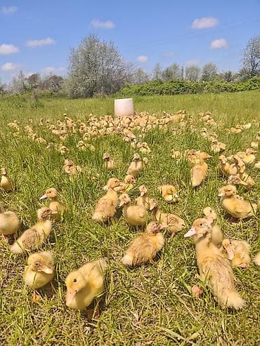 kənd cücəsi: Salam, Pekin ördək balaları satıram 17-18 günlük ördəklərdi — 2