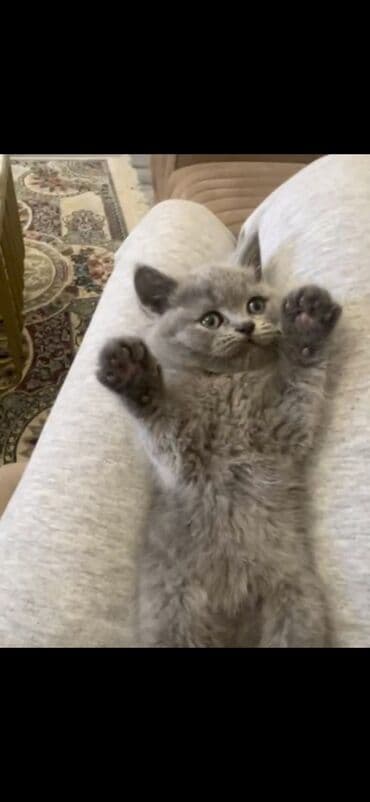 arı şəkilləri: Şinşilla, Erkək, Dişi — 8