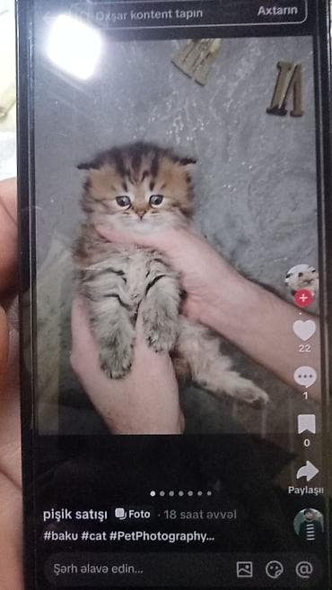 pişik adları: Şotland yastı qulaq — 3