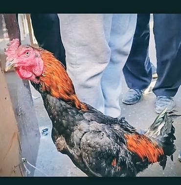 Heyrati şana xoruzu satilir 11 ayligdi saglamdi damazlig heyvandi