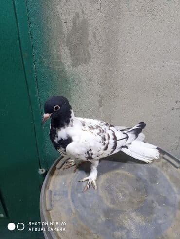 arı şəkilləri: Qara-ağ ləkəli dekorativ göyərçin - Rəng: baş və boyun hissəsi tünd — 5