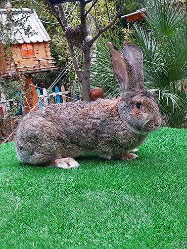 K/t heyvanları üçün mallar: Wekilde gorduyunuz 7 ayliq Rizen erkek satilir qan temiz bir — 3