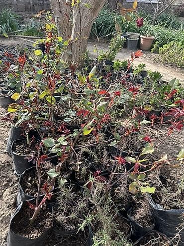 beqonya gulu: Qırmızı qızılgül kolları – torf kisələrində yetişdirilmiş, calaq — 4