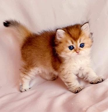 Şotland yastı qulaq — 6