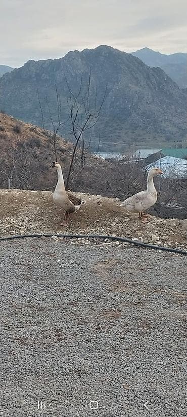 Məhsul: Qazlar (cüt) Təsvir: - Şəkildə iki baş qaz görünür: biri