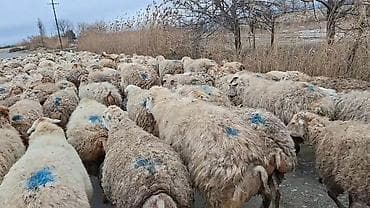 Mal-qara: Qoyun sürüsü – ətlik və yunun istehsalı üçün - Növ: yerli qarışıq — 8