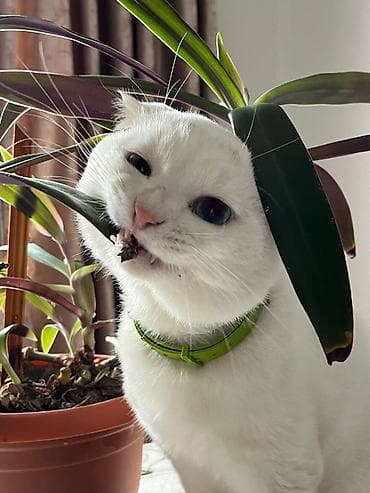 Şotland yastı qulaq, Erkək