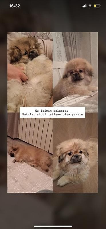 Pekines