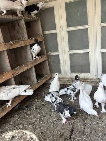 qaz və ordək: Məhsul: Qüvvəli uçuş xüsusiyyətlərinə malik ev göyərçinləri (bir neçə — 2