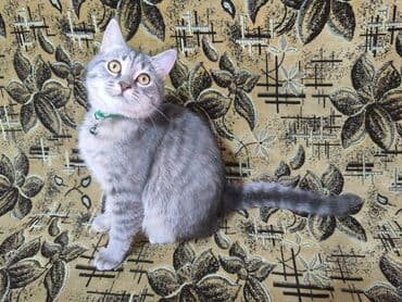 pişik latoku: Britan, Erkək — 5