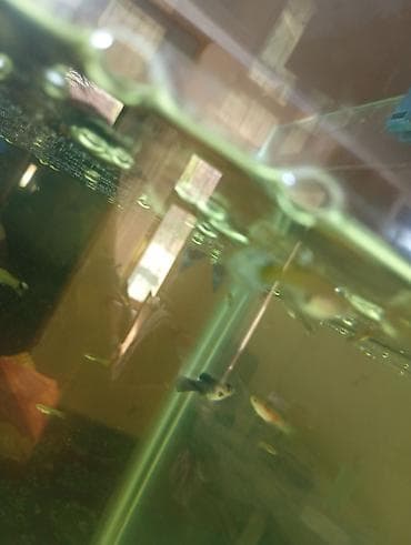 Balıqlar: Quppi, Sülhsevər — 3