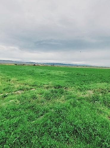 Mənzillər: Kənd təsərrüfatı — 2